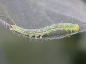 Green cloverworm (3 pair of prolegs)