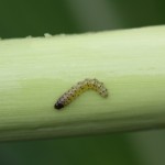 Small SWCB larva
