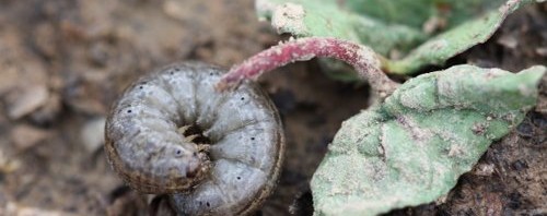 cutworm+plant-web