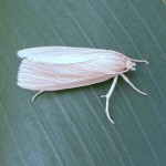 SWCB moth