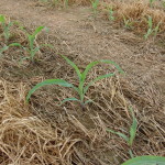 4 leaf (collar) corn - V4 stage