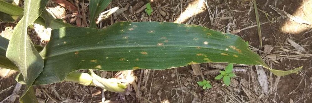 Beginning lesions of GLS in lower canopy