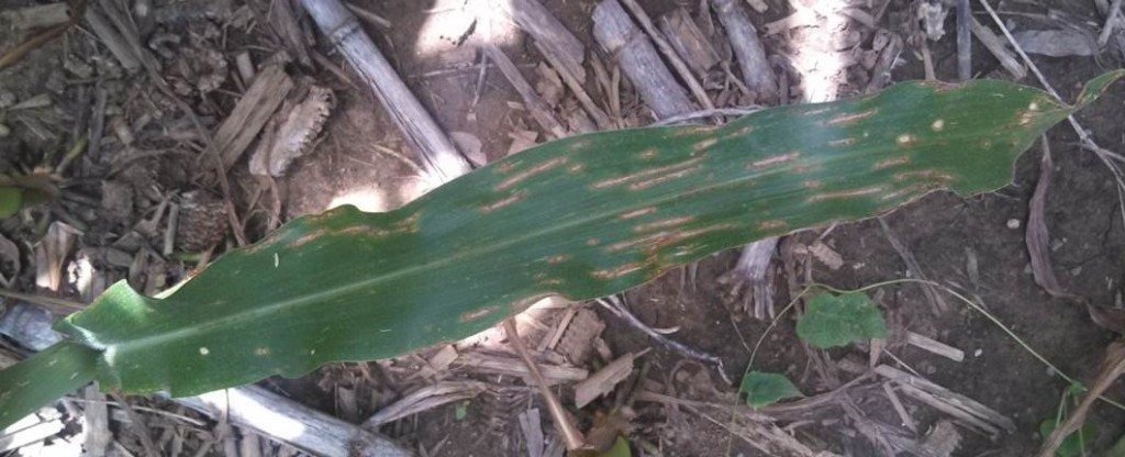 Lesions of GLS elongating on corn leaf