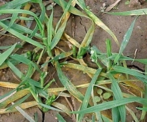 Image 2. Stripe rust symptoms on seedling leaves of wheat (from Compendium of Wheat Diseases and Pests, APS Press)