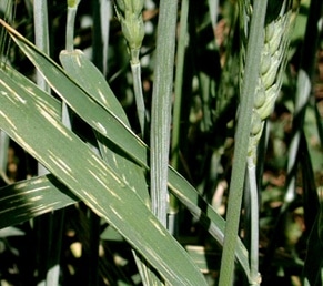 Image 4. Necrotic stripes (dead tissue) with few or no uredinial pustucles on a cultivar with adult plant resistance (from Wheat Diseases and Pests Compendium, APS Press)
