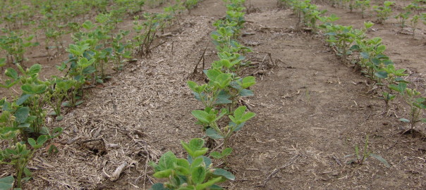 Soybean recovering from dicamba injury
