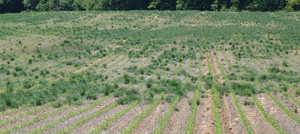 Glyphosate-Resistant Ryegrass Escapes in Corn