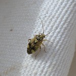 Tarnished plant bug (adult)