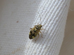 Tarnished plant bug (adult)