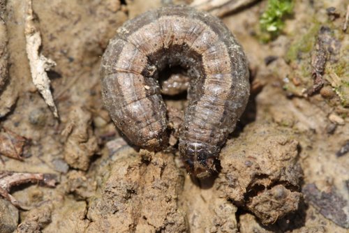 download cutworms in house