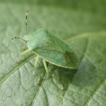 Adult Green Stink Bug