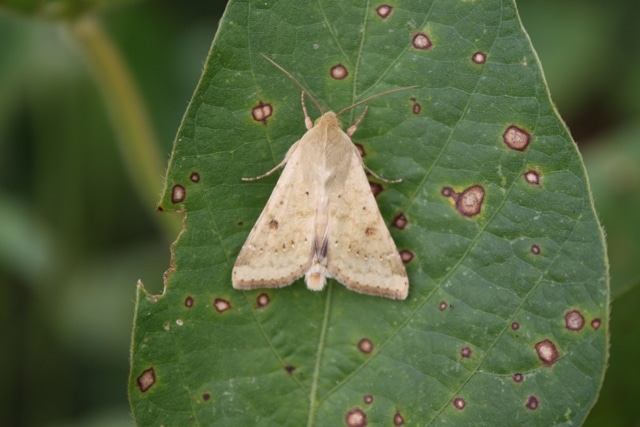 Moth trapping begins in Iowa