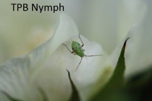 TPB-nymph-close-web