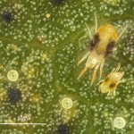 Spider mites and eggs (photo courtesy of Angus Catchot, MSU)