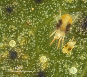 Spider mites and eggs (photo courtesy of Angus Catchot, MSU)