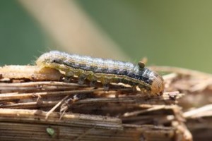 Armyworm (click to enlarge)