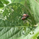 Japanese beetles on soybean