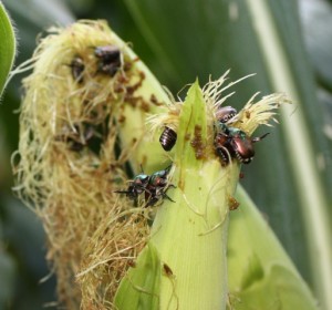 Japanese beetles on corn silks (click to enlarge)