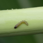 SWCB Larva