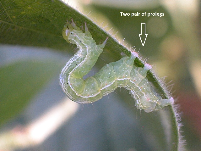 soybean looper caterpillar