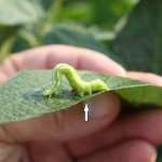 Soybean Looper