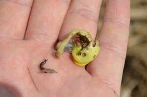 Slug feeding on soybean (photo by Lucas Owen)