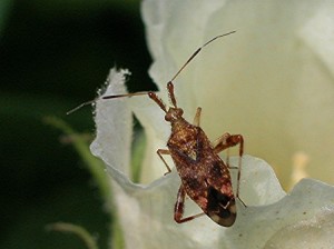 Clounded plant bug adult