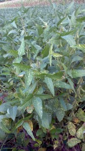 Onset of SDS with scattered, interveinal chlorotic spots in leaves 