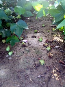 Fruit shed in cotton