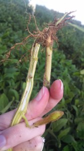 Stem symptoms of SDS - on left, after splitting stem, the center pith is white; on right scraping off outer layer of stem reveals discolored vascular tissue