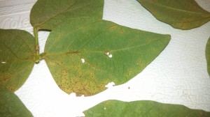 Close up of a leaflet with soybean rust symptoms