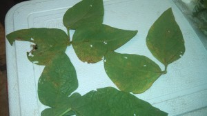 Varying severity levels of soybean rust on leaves collected from Shelby Co. sentinel plot.