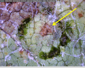 Picture 5. Magnified image of soybean rust pustules