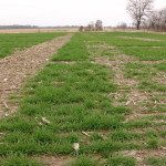 Left strip is 12 oz of metribuzin and right strip is 6 oz metribuzin Obion County Variety Test