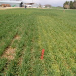 Left 3 oz metribuzin providing good chickweed control. right Harmony providing no control of ALS-resistant chickweed