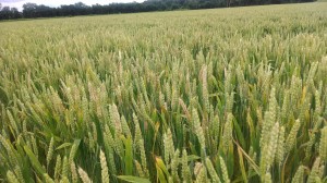 Wheat field with Head Scab