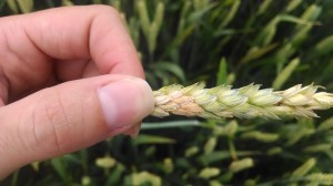 Fusarium fungus  (orange growth) on scabby wheat heat