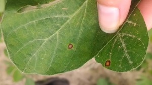 Top side of leaves: frogeye leaf spot (FLS) on left and chemical burn on right