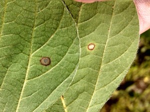 Bottom side of leaves: frogeye leaf spot (FLS) on left and chemical burn on right