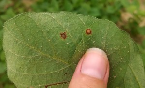 Bottom side of leaves: frogeye leaf spot (FLS) on left and chemical burn on right