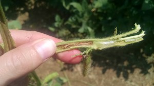 Picture 9. Split soybean stem with brown pith from Dectes stem borer 