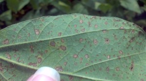 Picture 1. Frogeye leaf spot lesion on underside of leaf