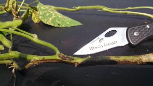 Picture 7. Southern stem canker lesion on soybean stem