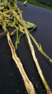 Picture 8. Left stem has brown pith from southern stem canker. Right stem has SDS with white pith