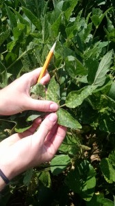 Picture 4. SDS symptoms on new soybean growth