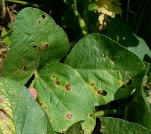 Image 4. Target spot lesions that display concentric rings and can sometimes have yellow halo, found in the lower canopy