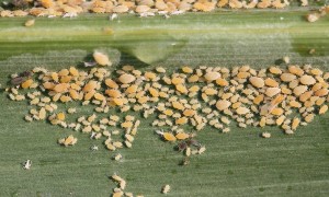 White sugarcane aphid (click to enlarge)