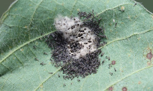 Hatching Fall Armyworms (click to enlarge)