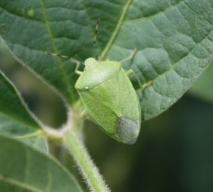 Adult green stink bug