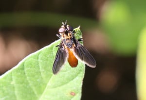Tachinid-fly-adult-web